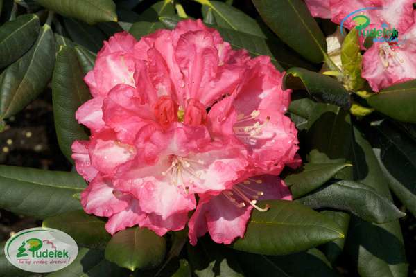 Rhododendron Barmstedt